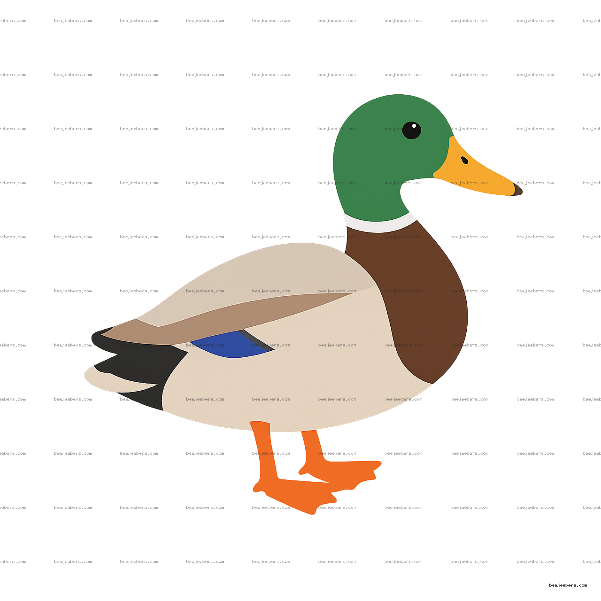 Clean vector illustration of a mallard duck with green head and orange beak on transparent background