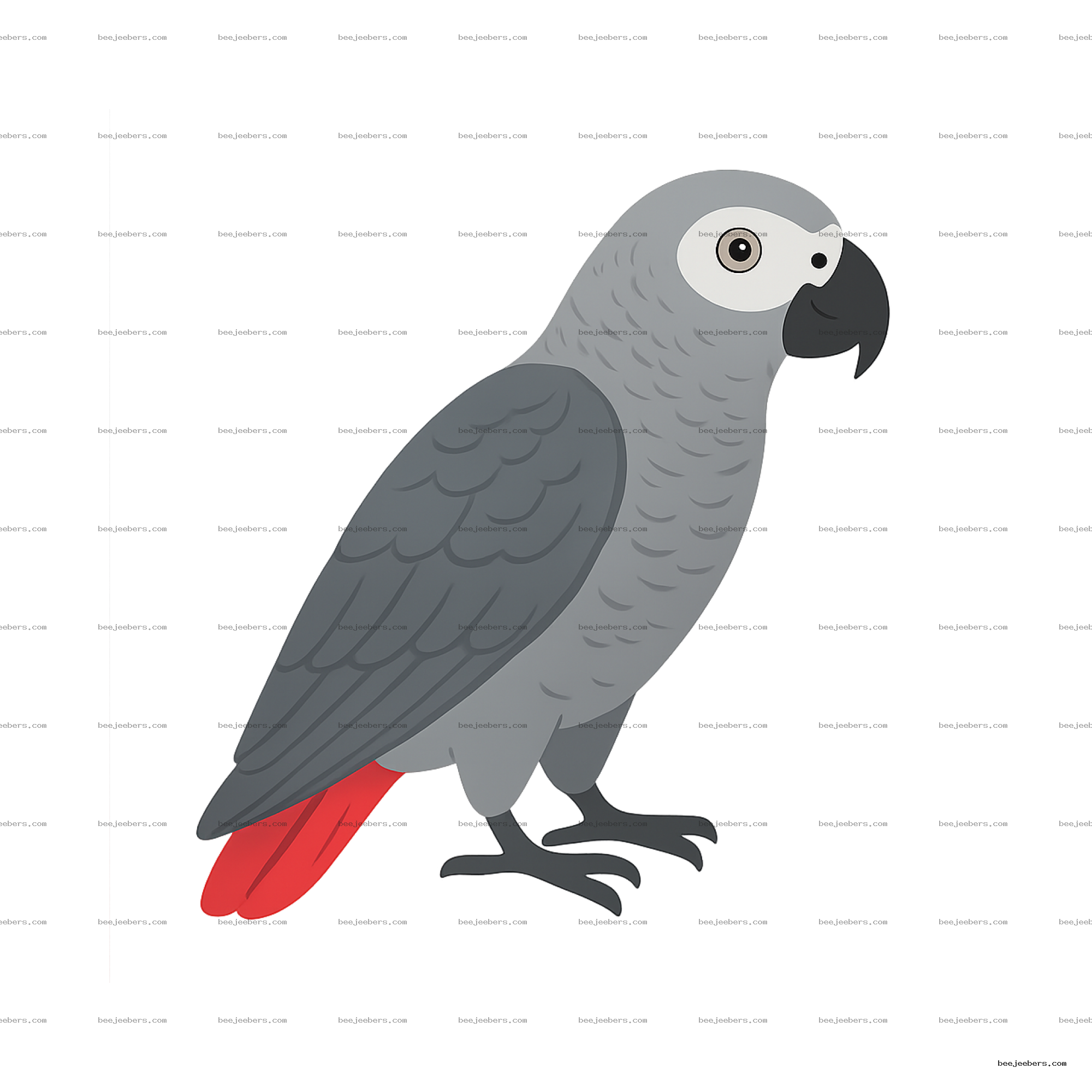 Vector illustration of African Grey Parrot with grey feathers and red tail, transparent background.