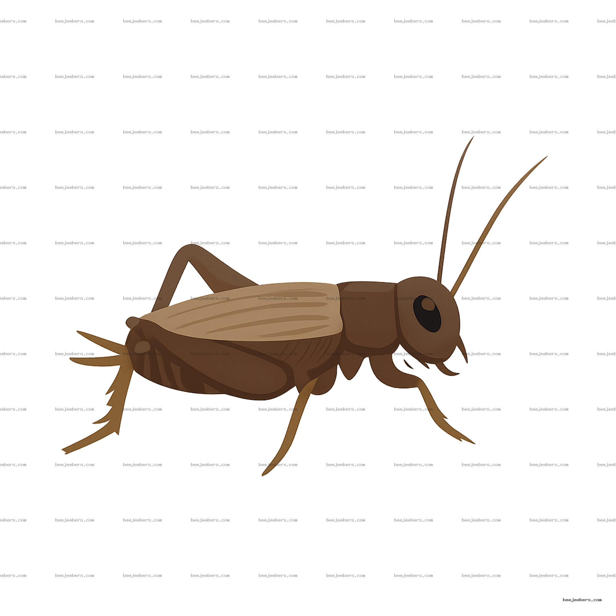 Detailed brown cricket insect vector illustration with transparent background