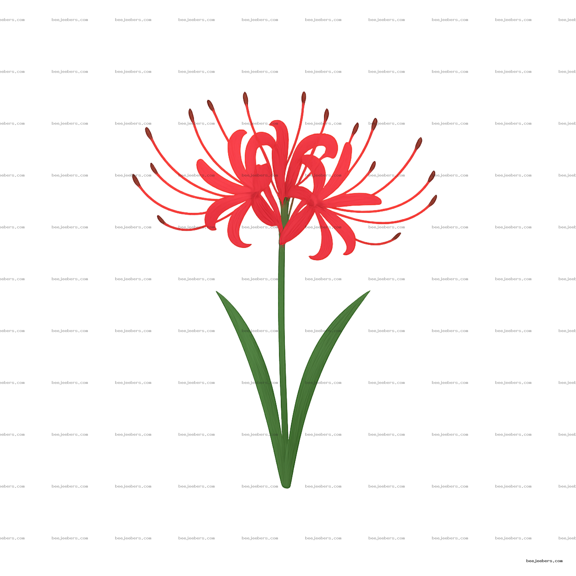 Red spider lily flower with long stamen and green leaves on transparent background