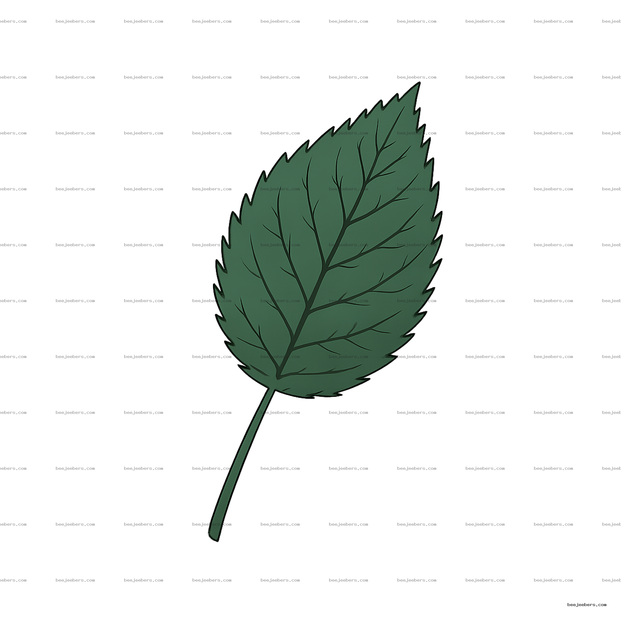 Detailed green rose leaf with veins and serrated edges on transparent background