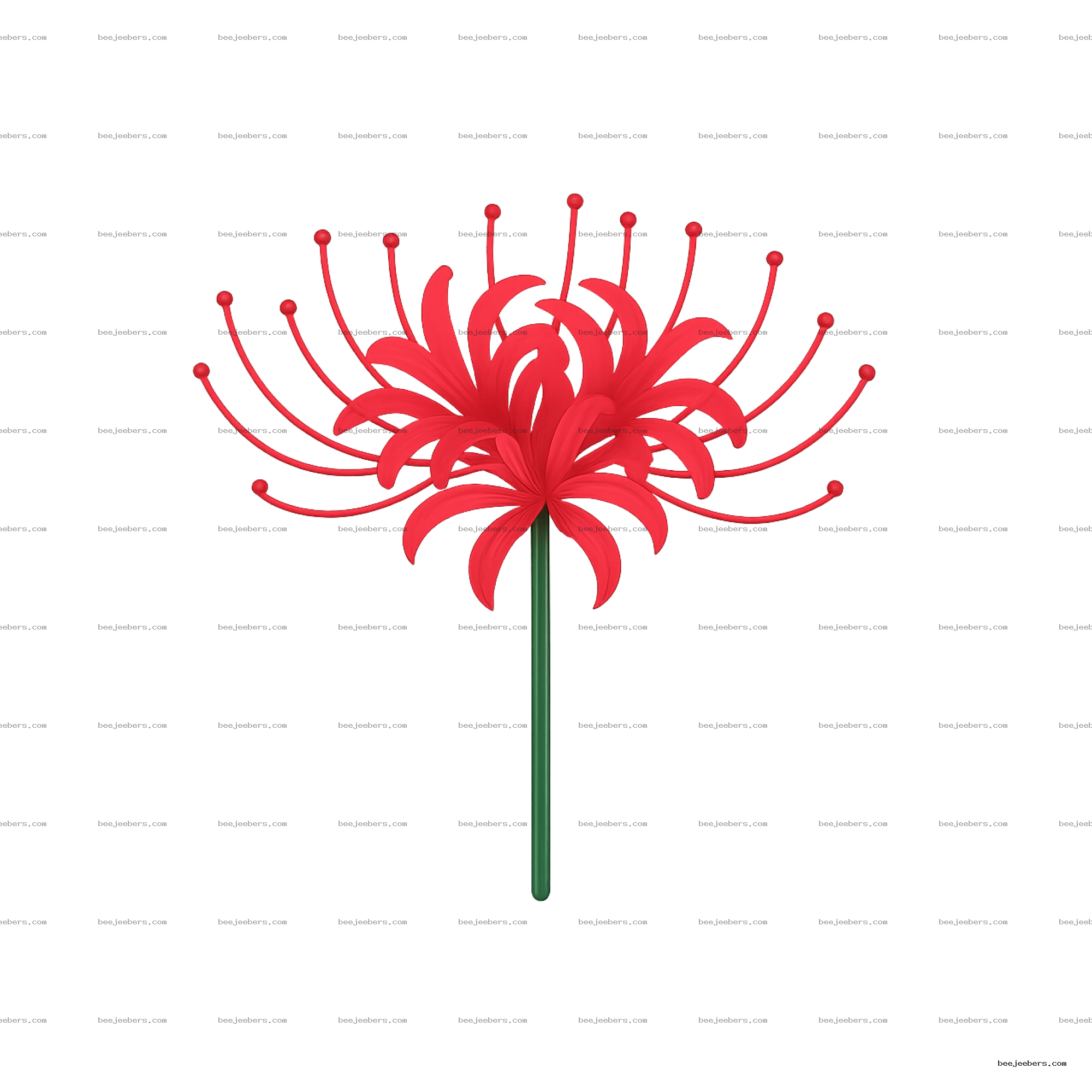 Red spider lily flower with long curved petals and filaments on transparent background