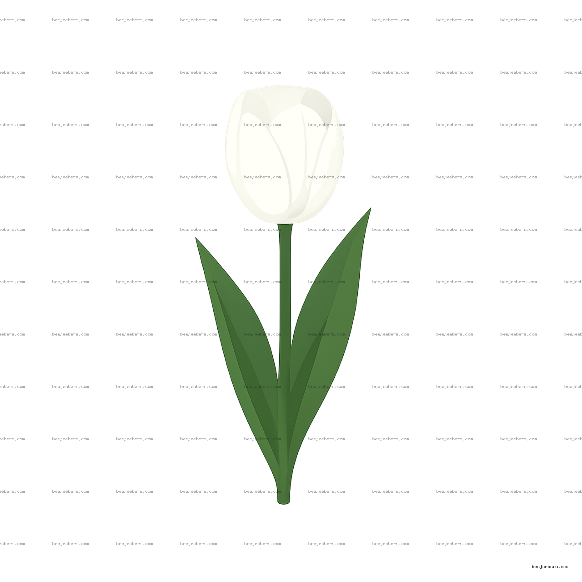 Clean vector illustration of white tulip flower with green leaves on transparent background