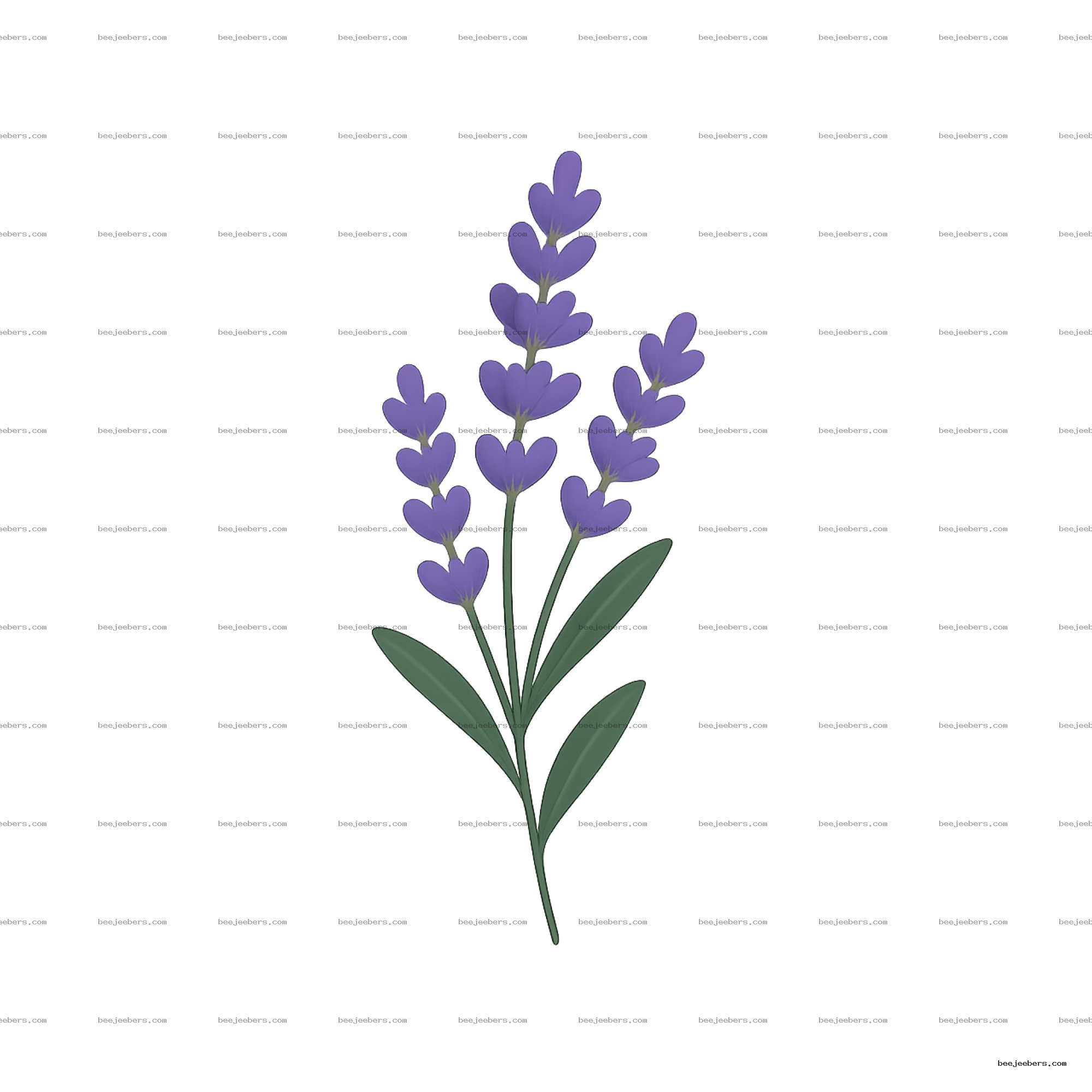 Vector illustration of lavender flower sprig with purple buds and green leaves on transparent background