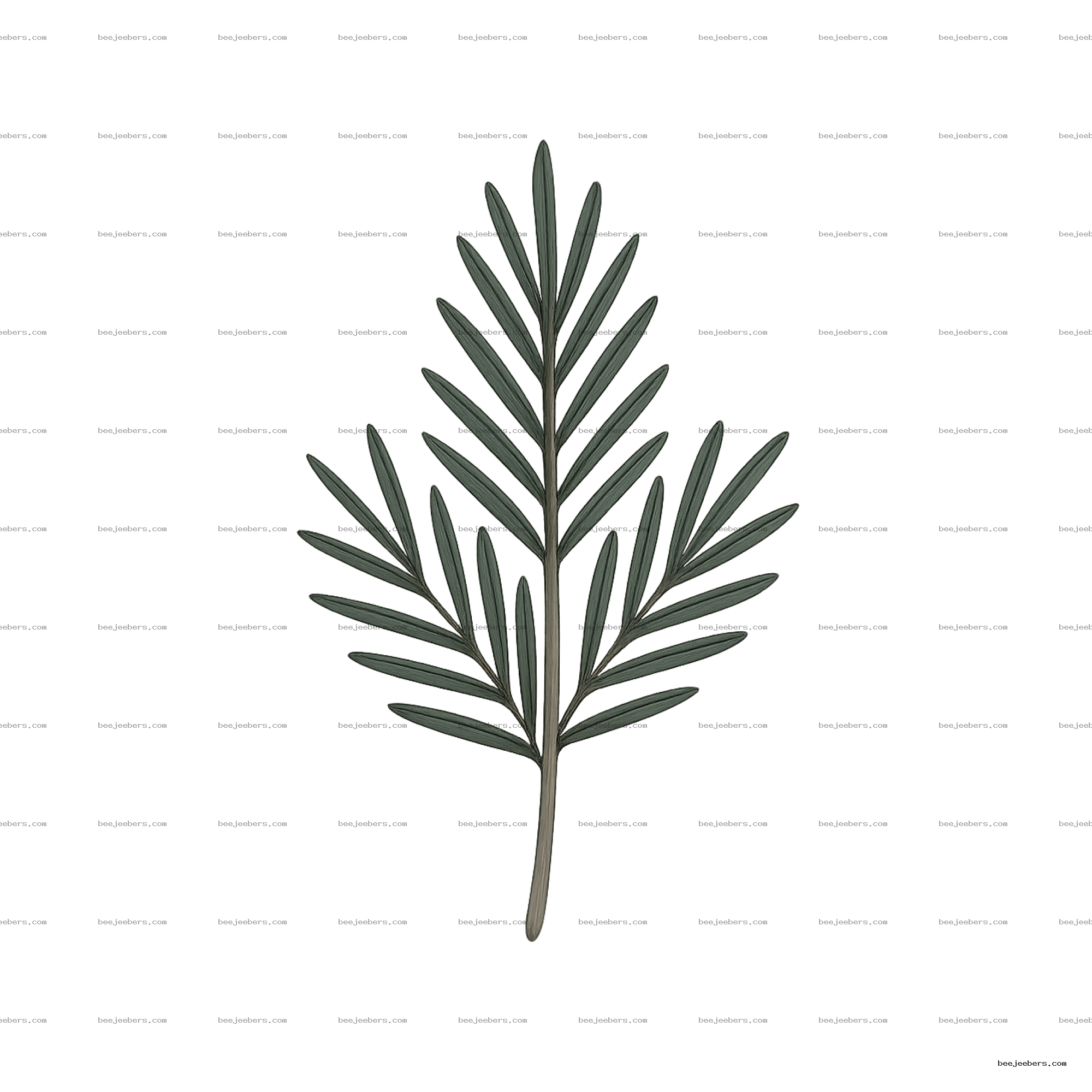 Clean vector illustration of a single pine leaf branch with dark green needles on transparent background